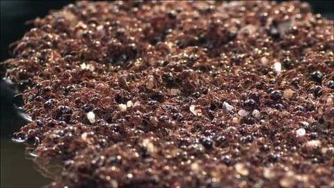 Fire ant raft Stock Footage 133200348