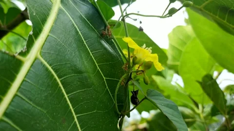 Fire ant (Solenopsis) Stock Footage 210371951