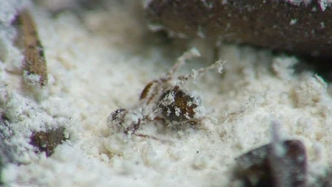Fire ant struggling after treated with pesticides close up B Stock Footage 115511375