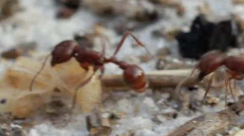 Fire ant transporting larvae Stock Footage 11058759
