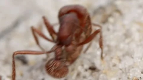 Fire ant transporting a seed Stock Footage 11058610