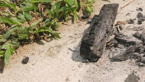 Fire ants are creeping crawl, walking on the pavement ground Video stock 187637640