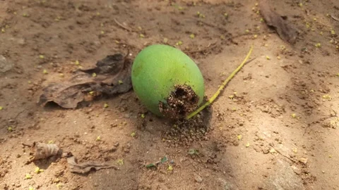 Fire ants are making their nest in raw mango. Stock Footage 308147055