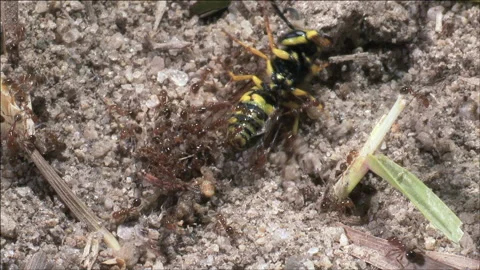 Fire ants attack hornet Stock Footage 133207661