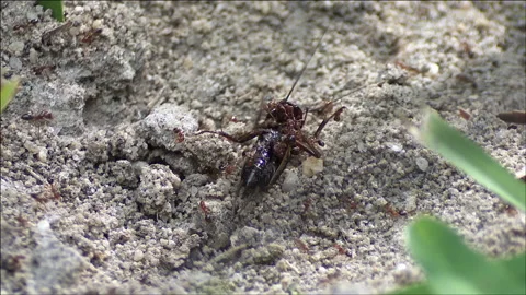 Fire ants attacking cricket Stock Footage 133201494