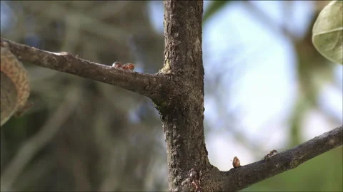 Fire Ants on a branch Stock Footage 133203424