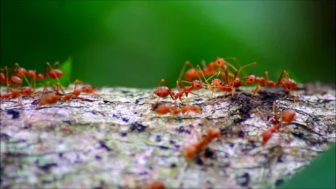 Fire ants on a branch of a tree Stock Footage 93330025