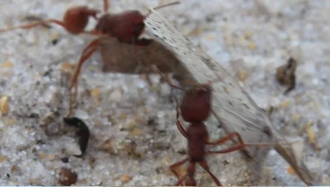 Fire ants carrying a leaf Stock Footage 1806037