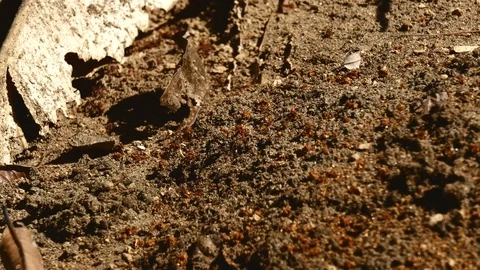 Fire ants clearing out nest medium Stock Footage 126658861