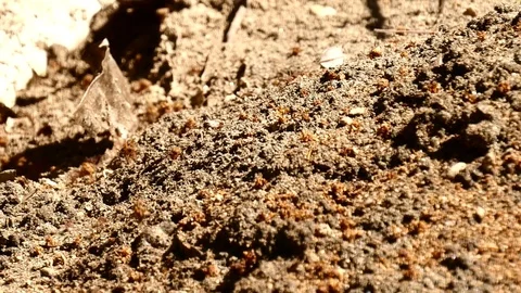 Fire ants clearing out nest Stock Footage 126658879