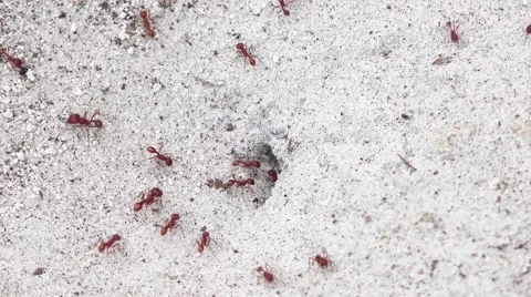 Fire ants close up Stock Footage 41472981