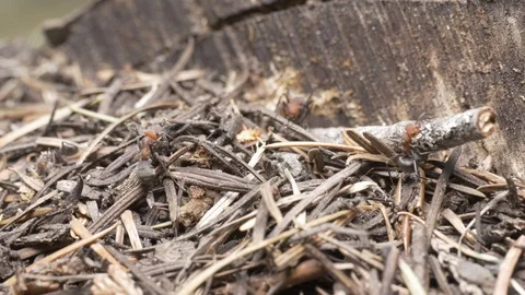 Fire ants communicating working hard in the forest 4k. Video stock 96367412