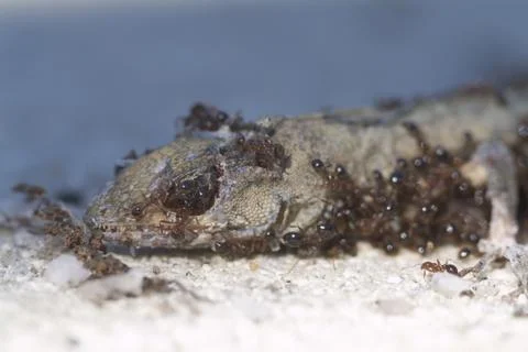Fire ants consuming a dead lizard Stock Photos