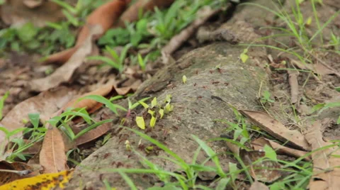 Fire ants crawling down side of tree in jungle Stock-Footage 58632622