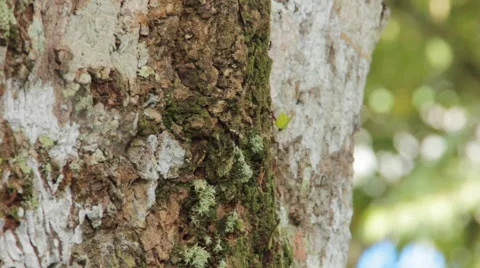 Fire ants crawling down side of tree in jungle Stock Footage 58632866