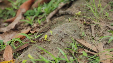 Fire ants crawling down side of tree in jungle Stock Footage 58632874