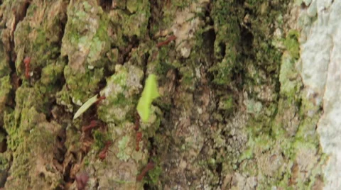 Fire ants crawling down side of tree in jungle Stock Footage 58632875