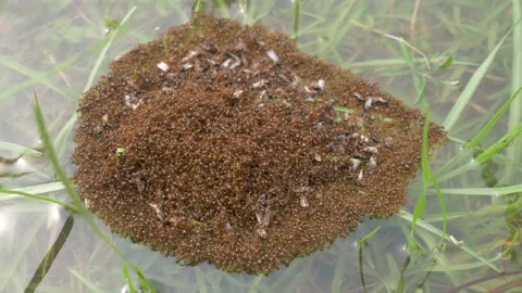 Fire ants create raft out of other ants to live through flood Stock Footage 140766542