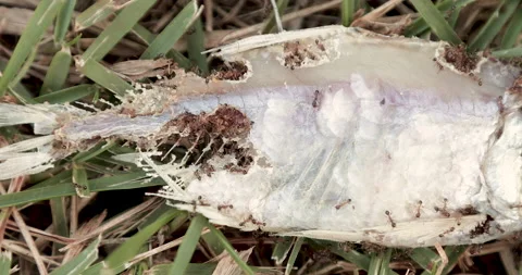 Fire ants eating dead fish Video stock 152893053