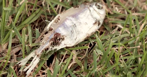 Fire ants eating dead fish Video stock 152893455