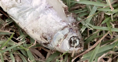 Fire ants eating dead fish Video stock 152893503