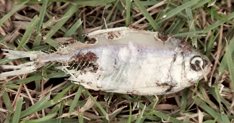 Fire ants eating dead fish Stock Footage 152893676