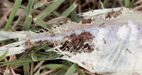 Fire ants eating dead fish Video stock 152893711
