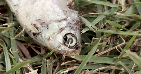 Fire ants eating dead fish Video stock 152893945