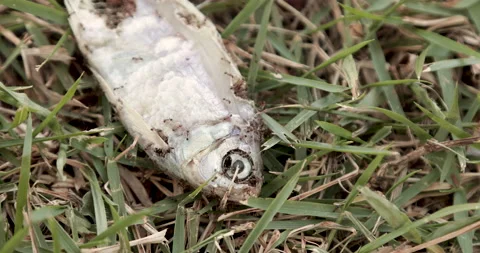 Fire ants eating dead fish Video stock 152893952
