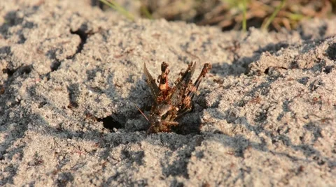 Fire Ants eating grasshopper Stock Footage 64803606