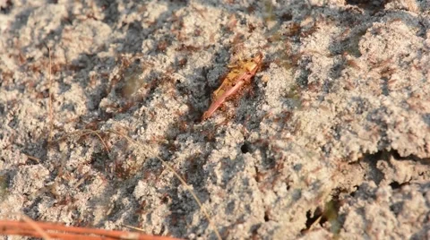 Fire Ants eating grasshopper Stock Footage 64803609