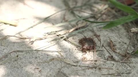 Fire ants eating meat from leftover food Stock Footage 196663292