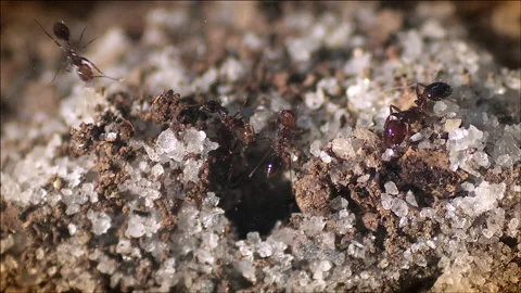 Fire ants emerge from underground Stock Footage 133186129