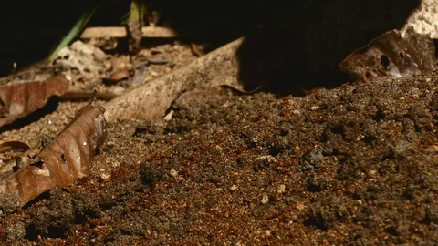 Fire ants extreme Stock Footage 126658920