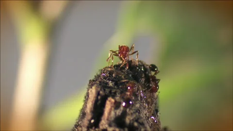 Fire ants feeding Stock Footage 133192297