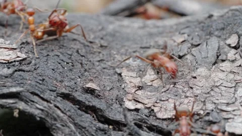 Fire ants fight Stock Footage 305920542