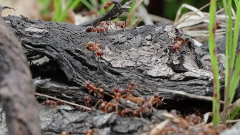Fire ants fight Stock Footage 305920547