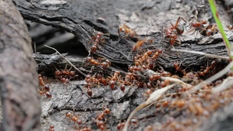 Fire ants fight Stock Footage 305920556