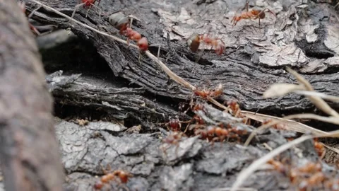 Fire ants fight Stock Footage 305920618