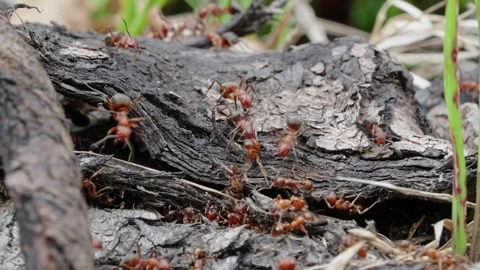 Fire ants fight Stock Footage 305920760