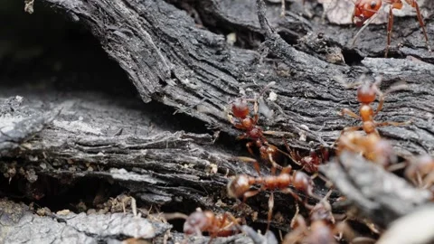 Fire ants fight Stock Footage 305920963