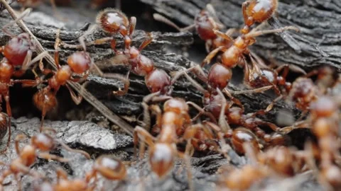 Fire ants fight Stock Footage 305921274