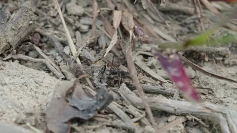 Fire ants fight Stock Footage 305921342