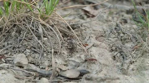 Fire ants fight Stock Footage 305921424
