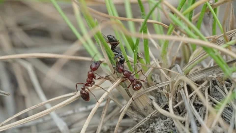 Fire ants fight Stock Footage 305921456