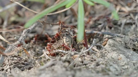 Fire ants fight Stock Footage 305921513