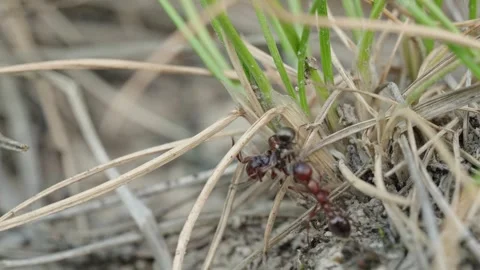 Fire ants fight Stock Footage 305921562