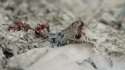 Fire ants fight Stock Footage 305921797