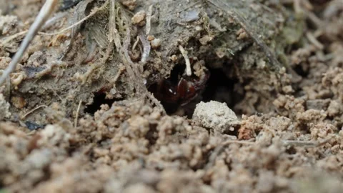 Fire ants fight Stock Footage 305922025
