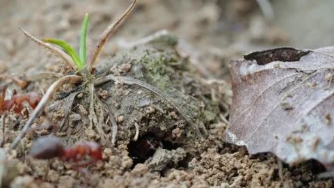 Fire ants fight Stock Footage 305922038